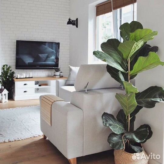 Озеленение квартир / озеленение домов