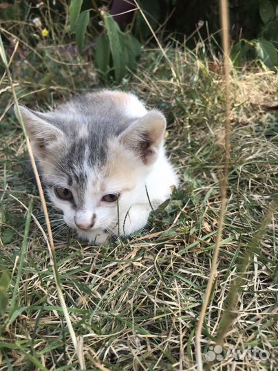 Кошки и кот