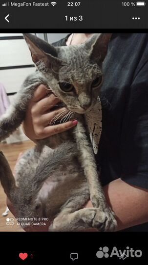 Кот в добрые ответственные руки