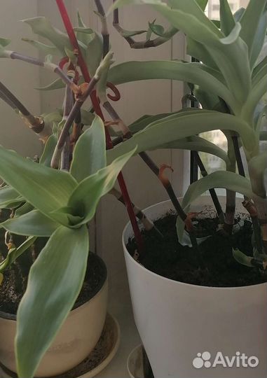 Растение золотой ус