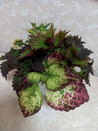 Колеусы, срезы, отростки,много, разные