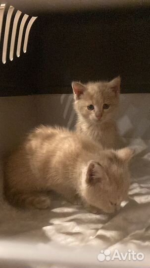 Котята в добрые руки бесплатно