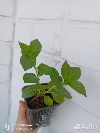 Гортензия сбежавшая невеста, френч болеро блю