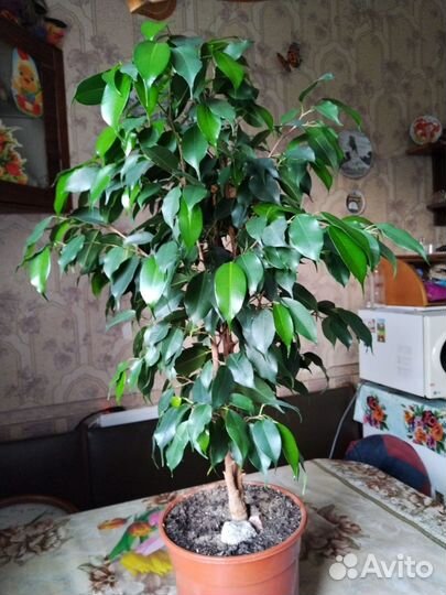 Фикус бенджамина