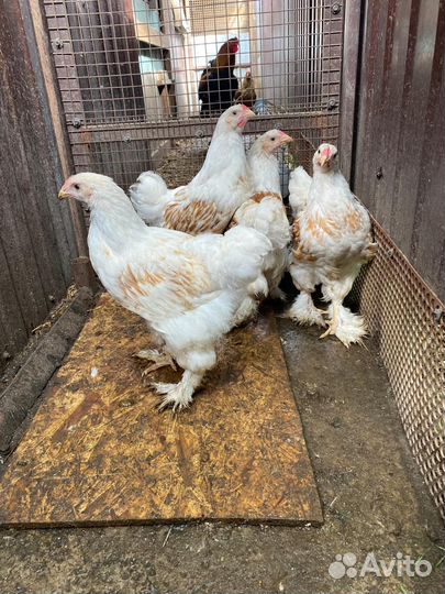 Подрощенные цыплята брамы и куры несушки