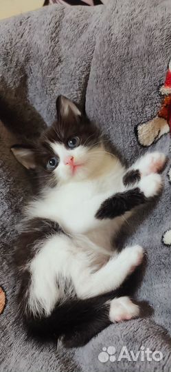 Кошки