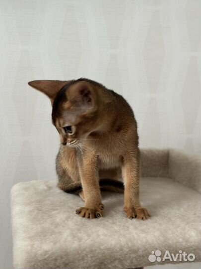 Абиссинский котёнок