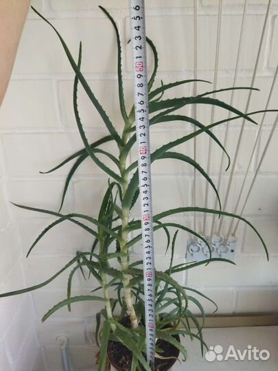 Алоэ столетник