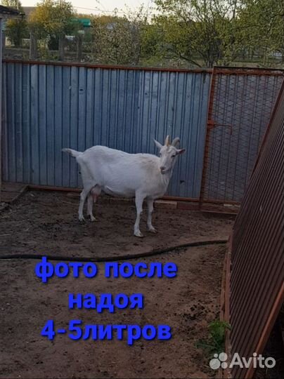 Зааненская дойная коза