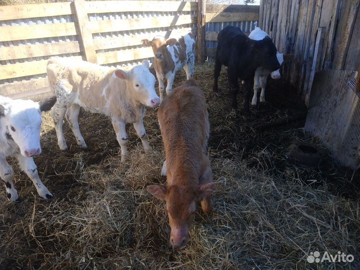 Продажа телят
