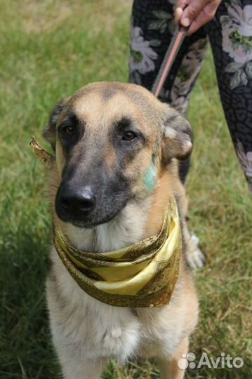 Пёс Айс ищет семью