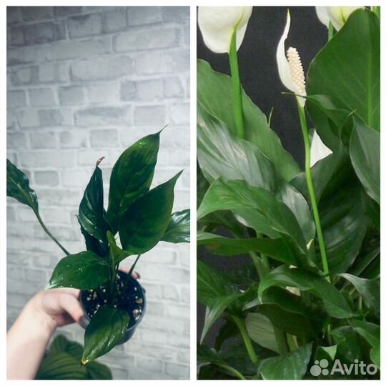 Комнатные цветы