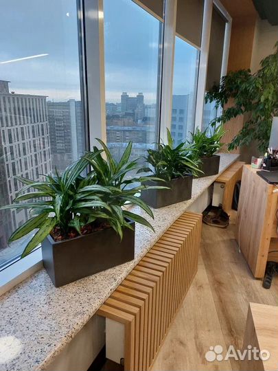 Озеленение офисов