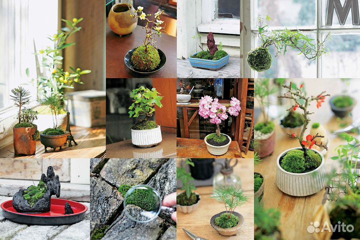 Miniature Moss Gardens: Create Your Own Japanese C