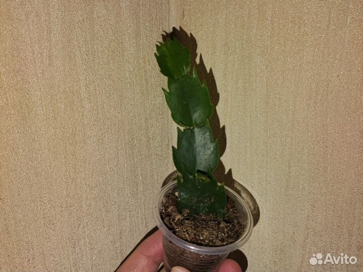 Жёлтый декабрист (шлюмбергера)