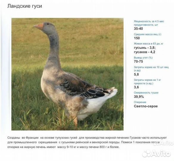 Гусята суточные, утята, цыплята