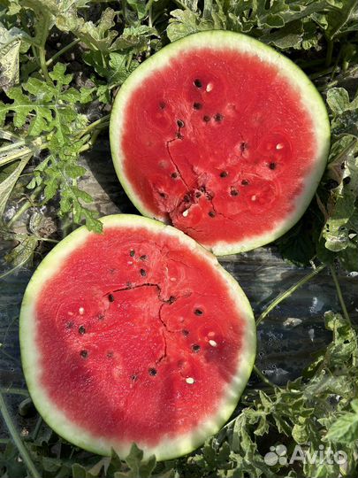 Арбузы