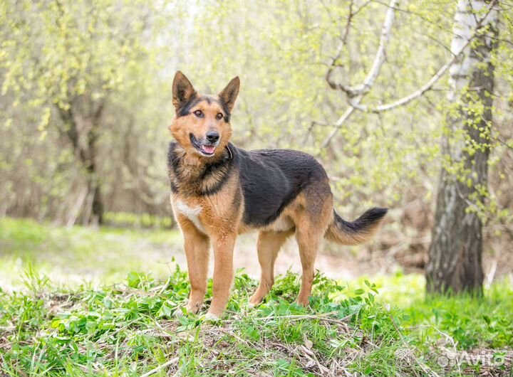 Метис овчарки Джонни ищет дом