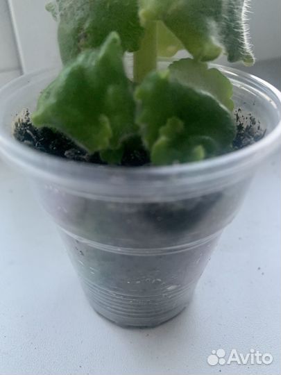 Фиалка «Офелия«