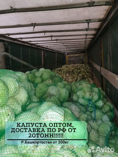 Капуста опт от 20 тонн