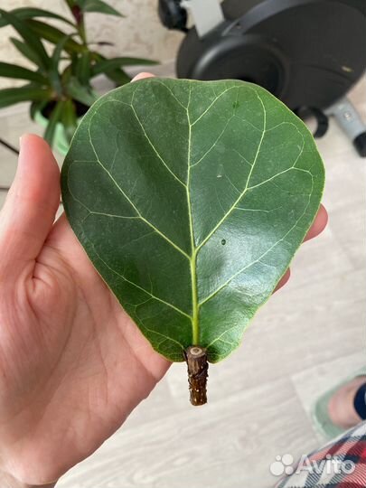 Лирата бамбино