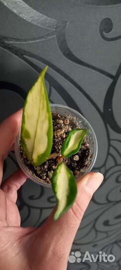 Хойя аустралис лиза