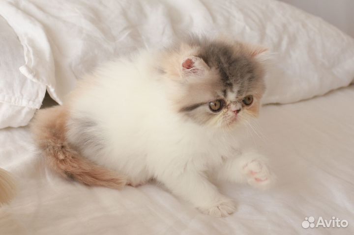 Персидская кошечка