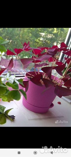 Кислица оксалис бабочки, фиолетовый