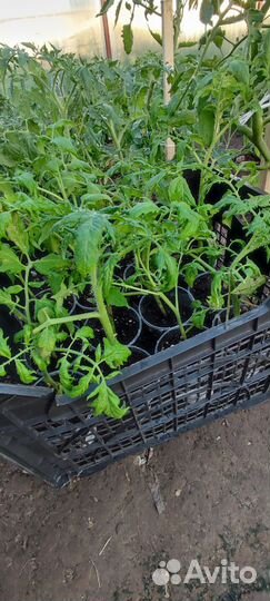 Рассада Доставка Томатов, картофель семенной