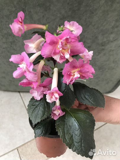 Комнатные цветы,растения,ахименесы