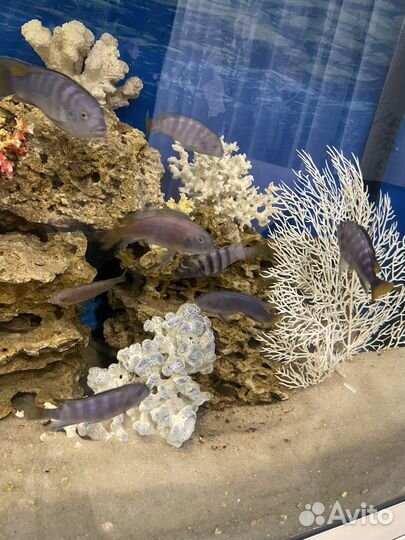 Псевдотрофеус