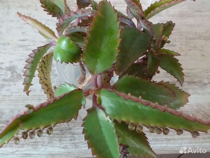Каланхоэ лечебное