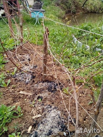 Саженцы и черенки винограда