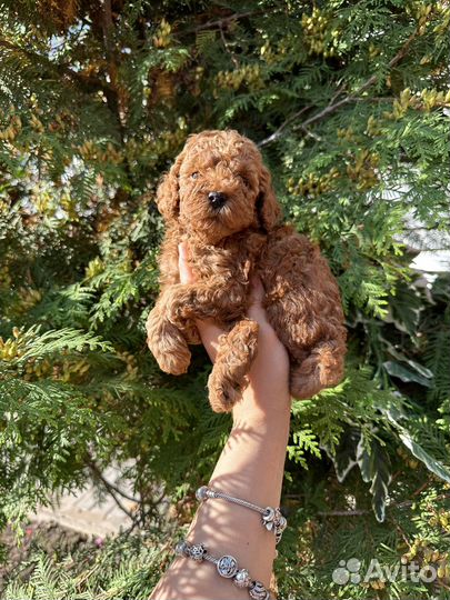 Щенки той пуделя ред braun