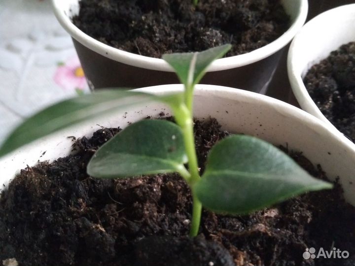 Комнатный мадагаскарский жасмин