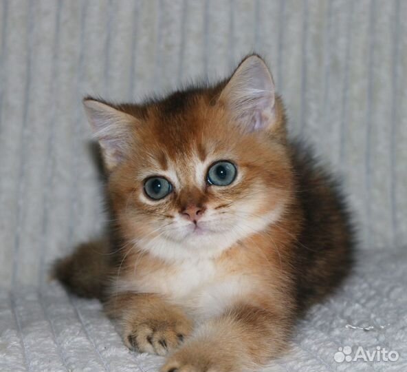 Котенок британская шиншилла золотистый