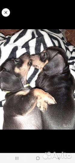 Кроличья такса