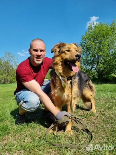 Дружелюбный Гарик ищет дом из приюта