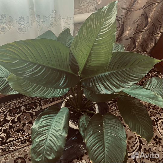 Комнатные растения цветы