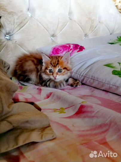 Курильский бобтейл. Доставка. Читайте текст