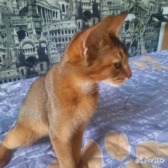 Абисинский котенок