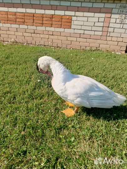 Индоутки тяжелой линии