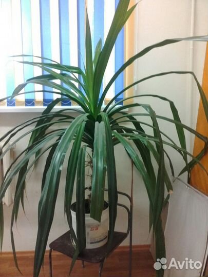 Панданус или винтовая пальма