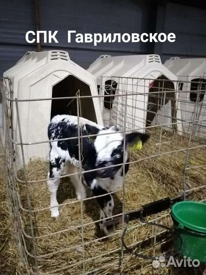 Бычки телята Белгородские