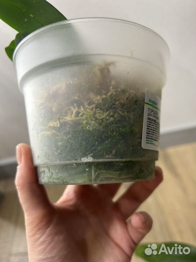 Орхидеи фаленопсисы