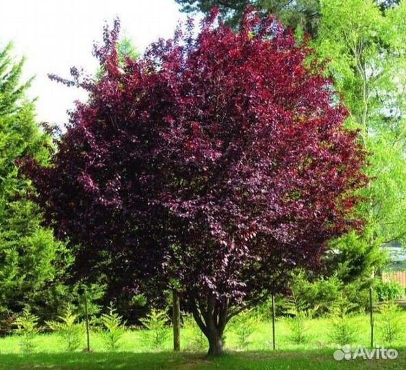 Саженцы декоративных кустарников