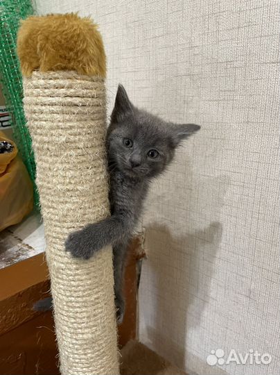 Котята бесплатно