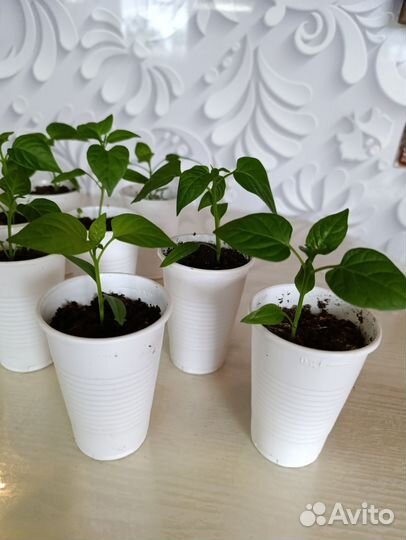 Рассада перца