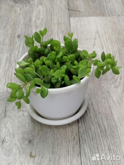 Суккуленты 10 сортов