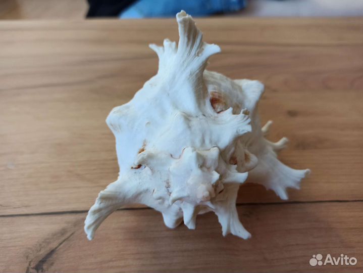 Морская раковина